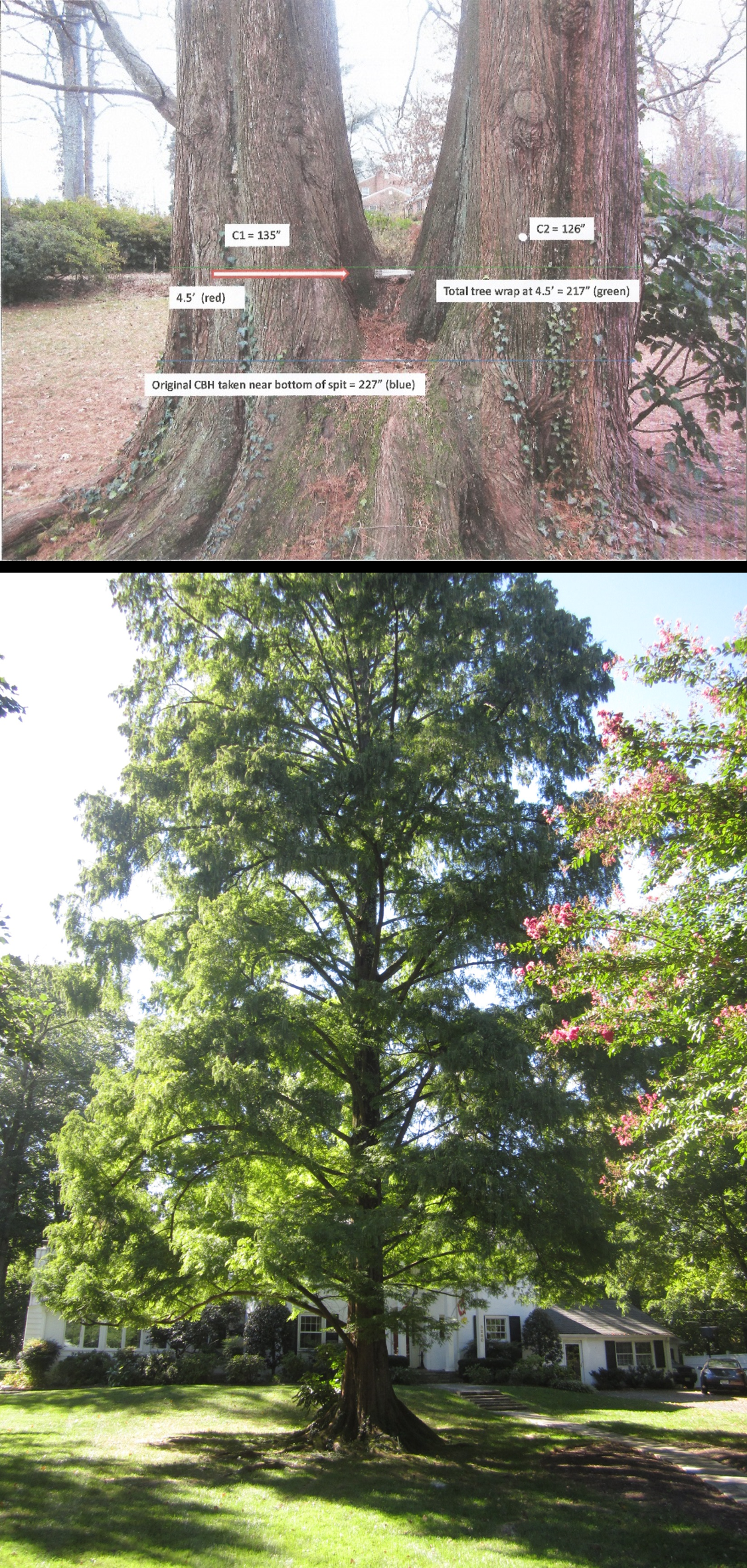 Metasequoia Glyptostroboides Single Stem - View 23 from www redcrocus com