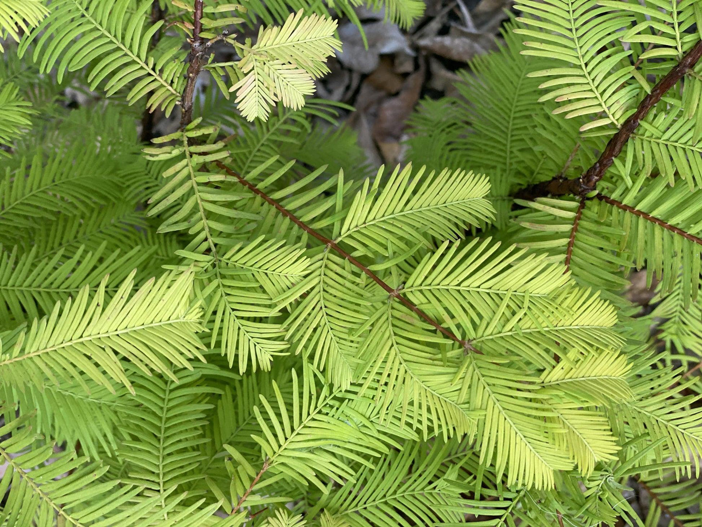 Metasequoia Glyptostroboides Single Stem - View 25 from www redcrocus com