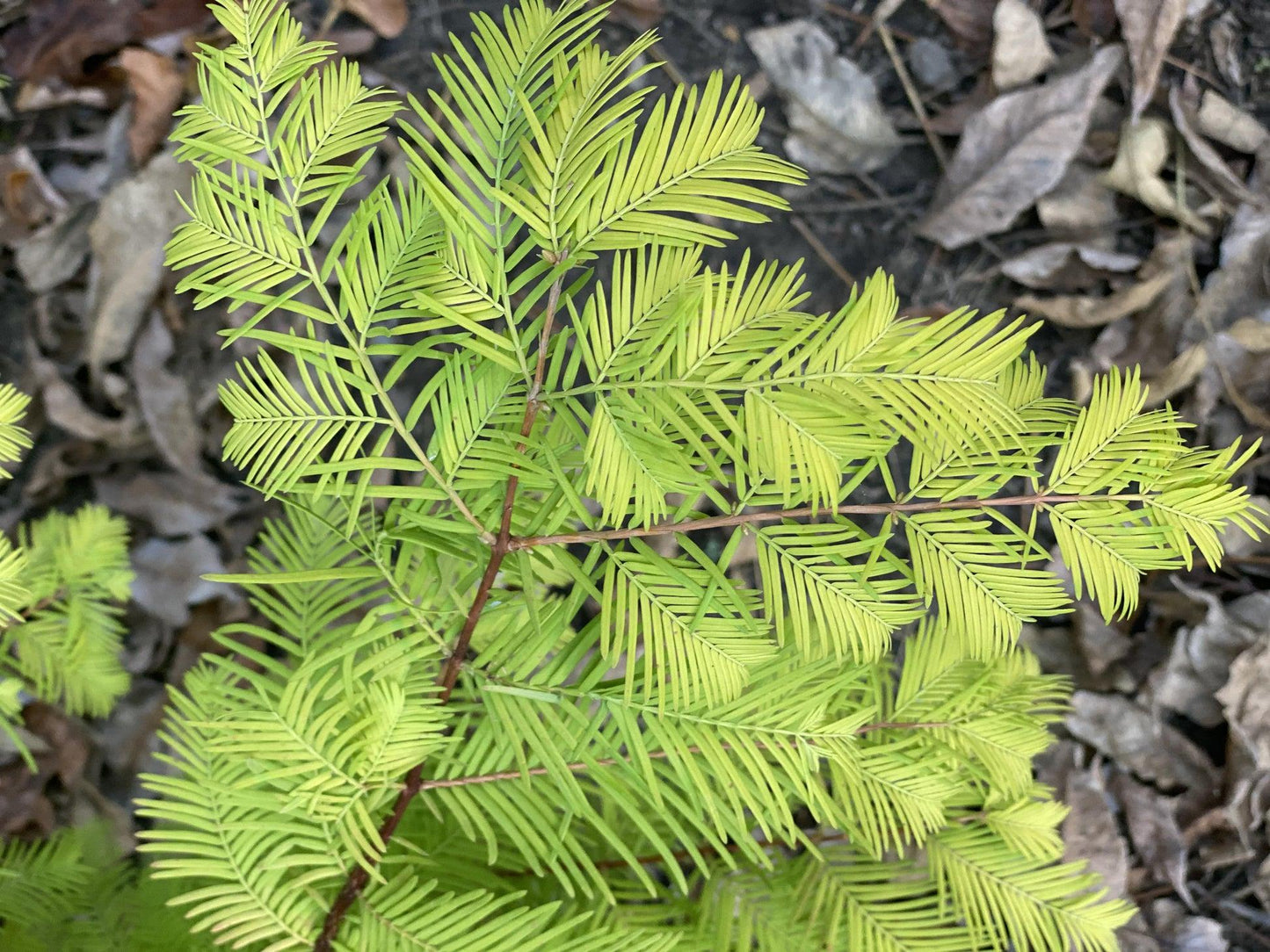 Metasequoia Glyptostroboides Single Stem - View 26 from www redcrocus com