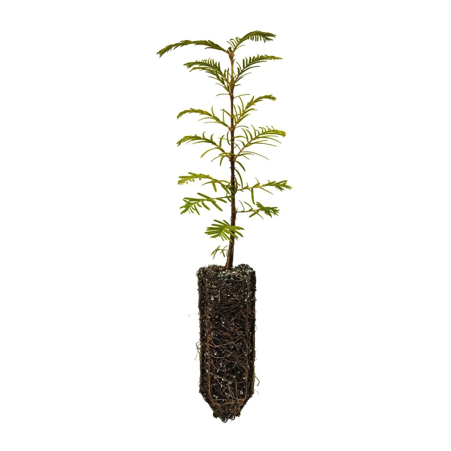 Metasequoia Glyptostroboides Single Stem - View 27 from www redcrocus com