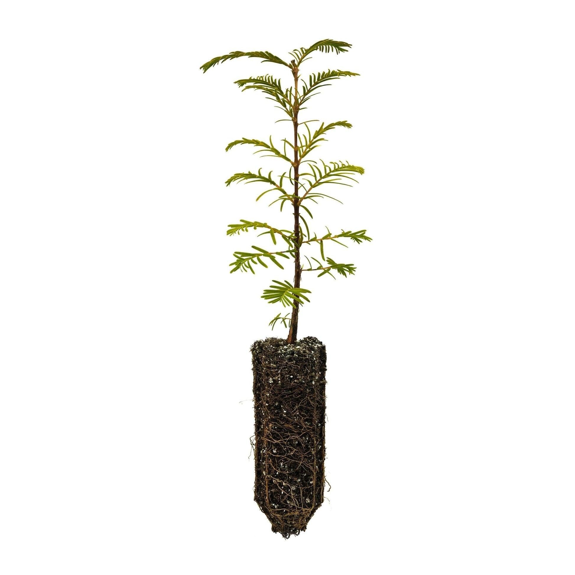 Metasequoia Glyptostroboides Single Stem - View 27 from www redcrocus com