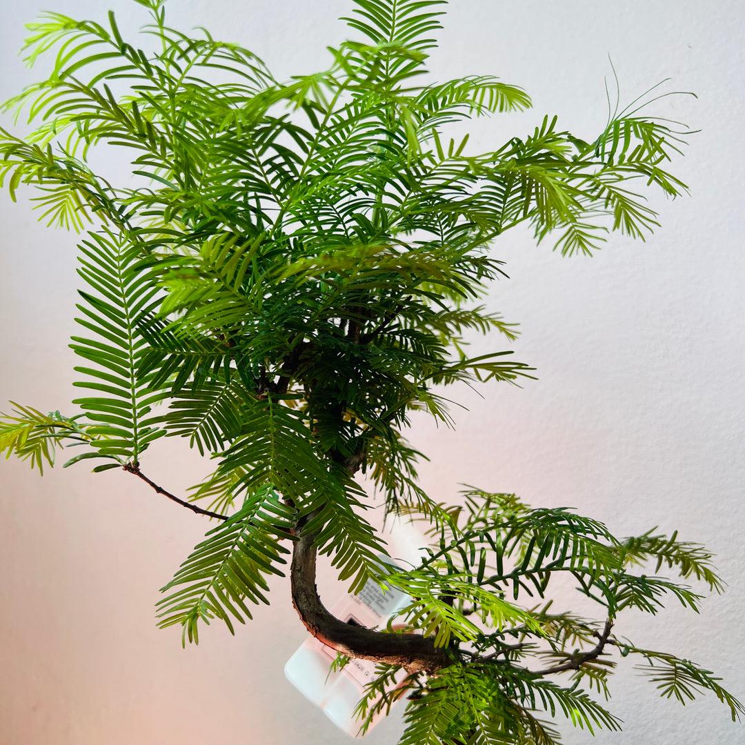 Metasequoia Glyptostroboides Single Stem - View 31 from www redcrocus com