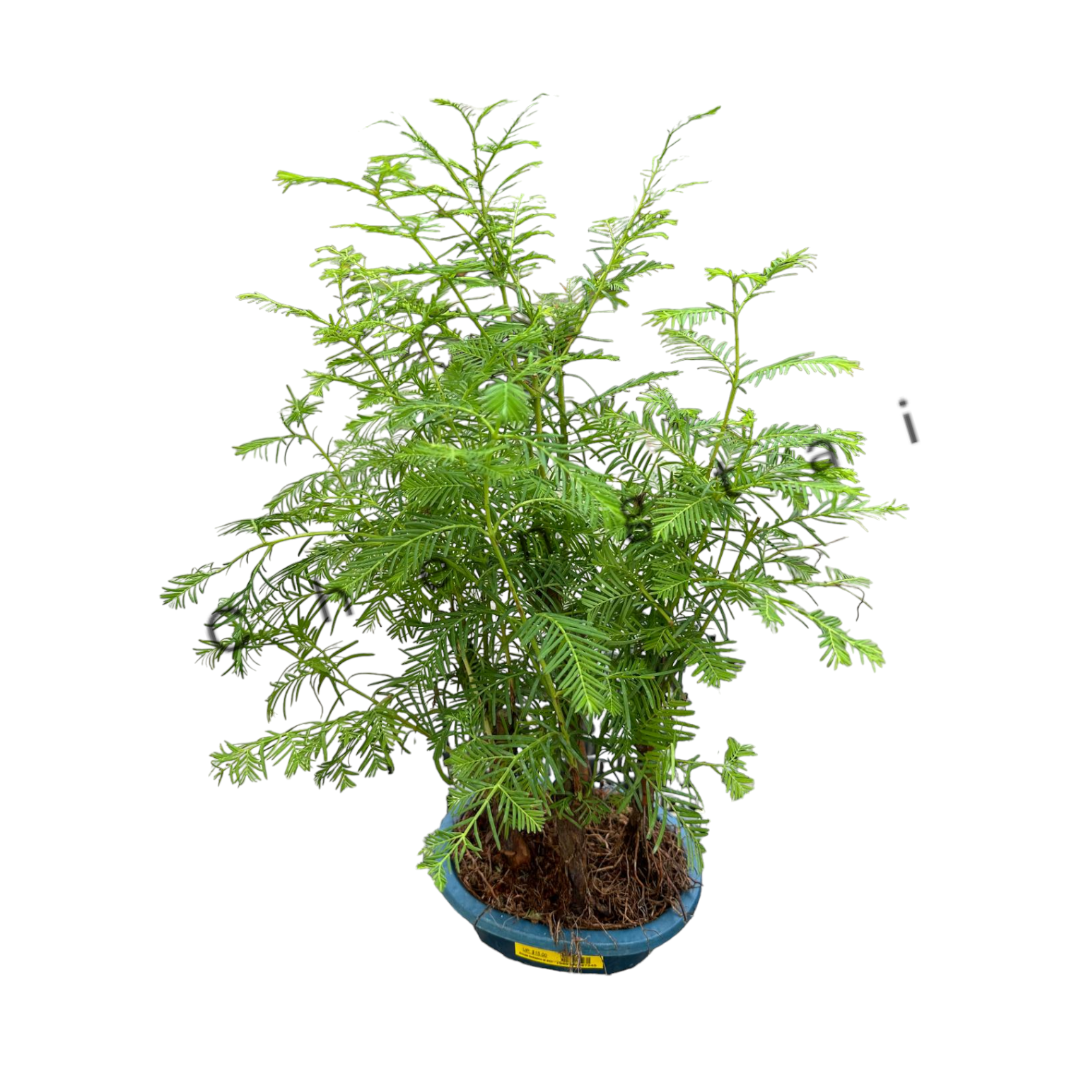 Metasequoia Glyptostroboides Single Stem - View 32 from www redcrocus com