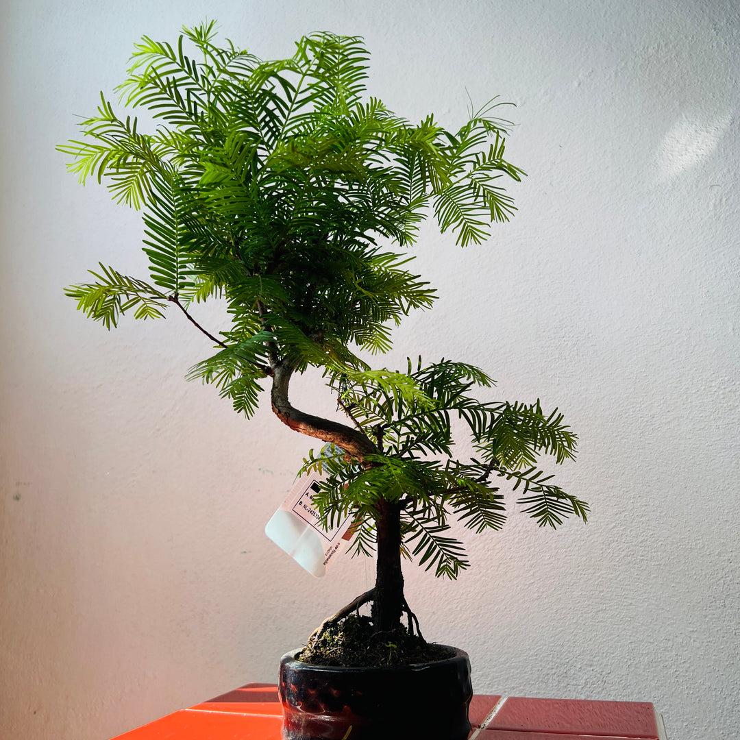 Metasequoia Glyptostroboides Single Stem - View 34 from www redcrocus com