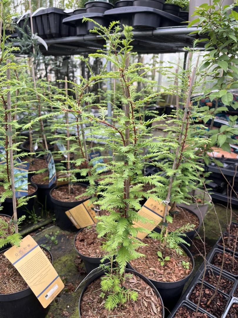 Metasequoia Glyptostroboides Single Stem - View 36 from www redcrocus com