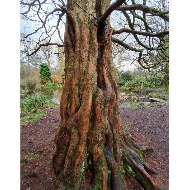 Metasequoia Glyptostroboides Single Stem - View 6 from www redcrocus com