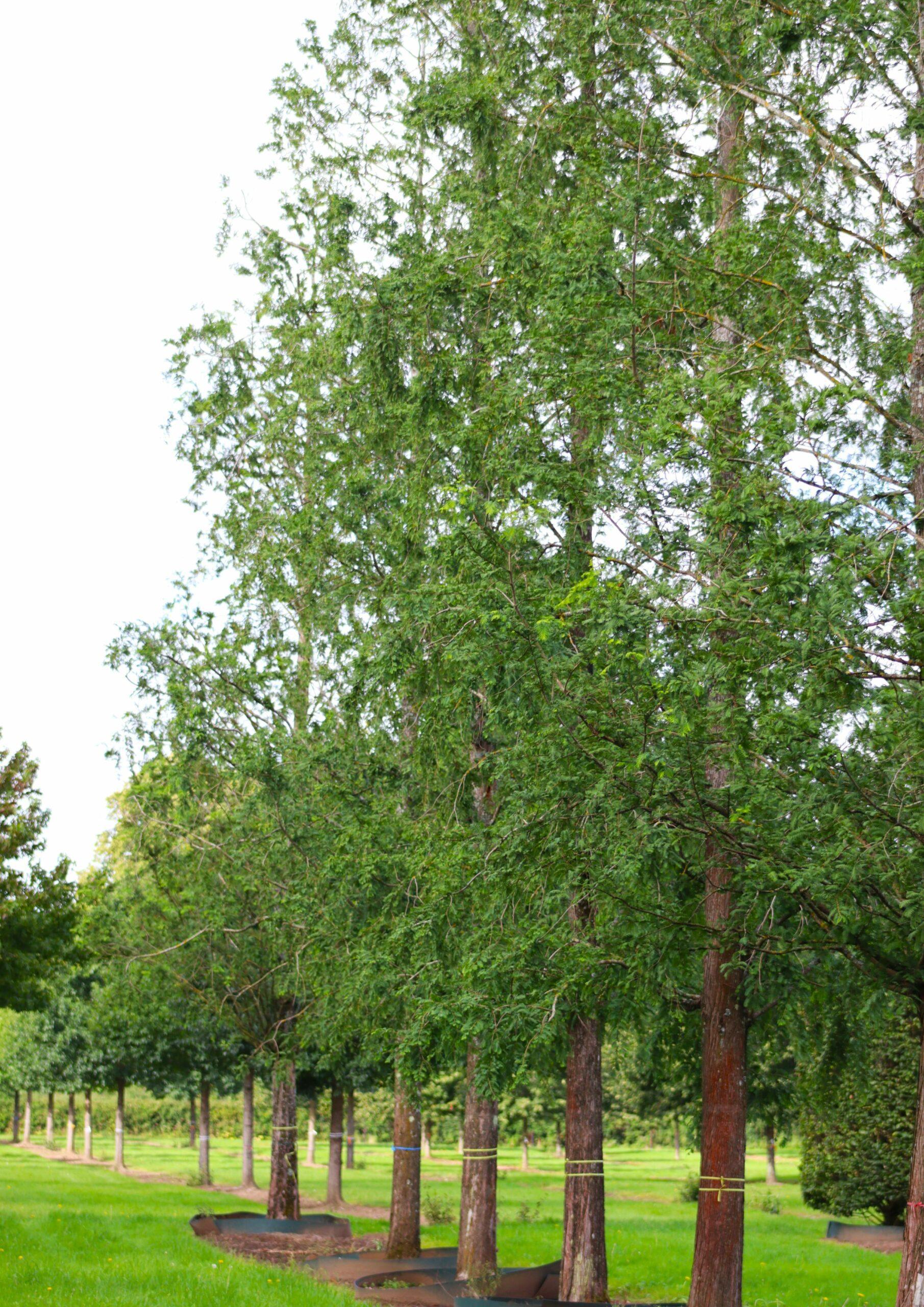 Metasequoia Glyptostroboides Single Stem - View 7 from www redcrocus com