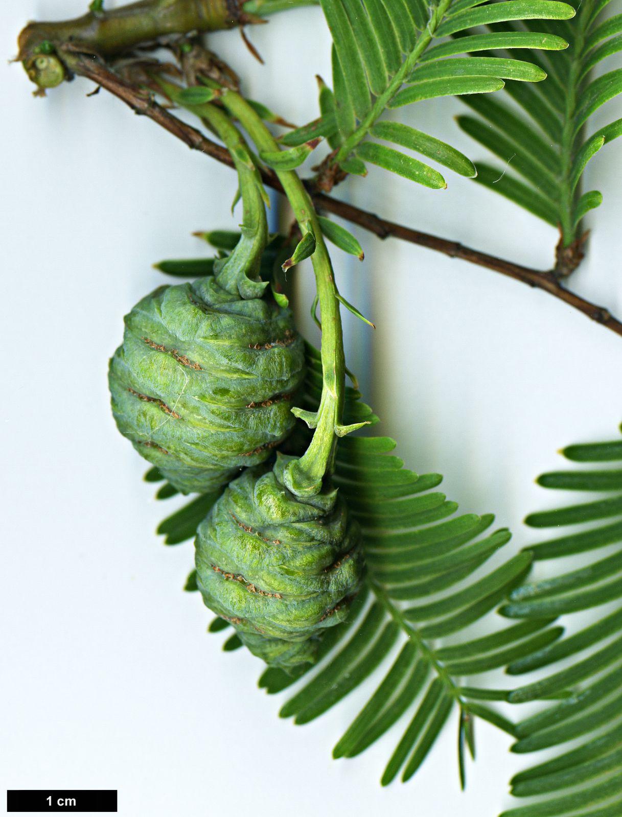 Metasequoia Glyptostroboides Single Stem - View 9 from www redcrocus com