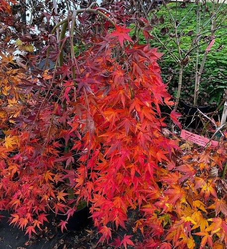 Acer Palmatum 'ryusen' - View 18 from www redcrocus com
