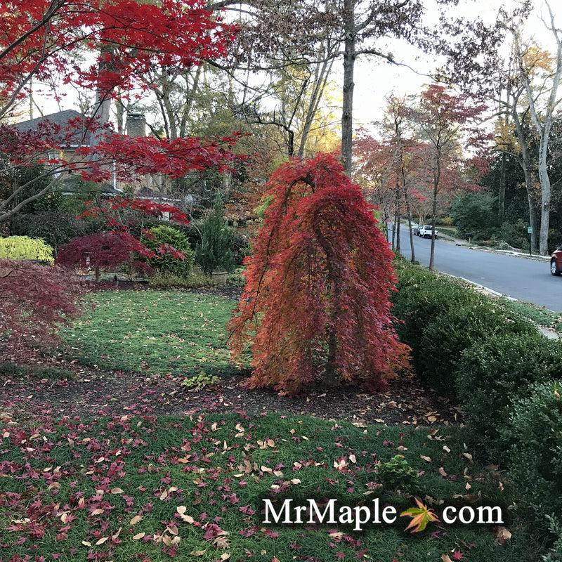 Acer Palmatum 'ryusen' - View 21 from www redcrocus com