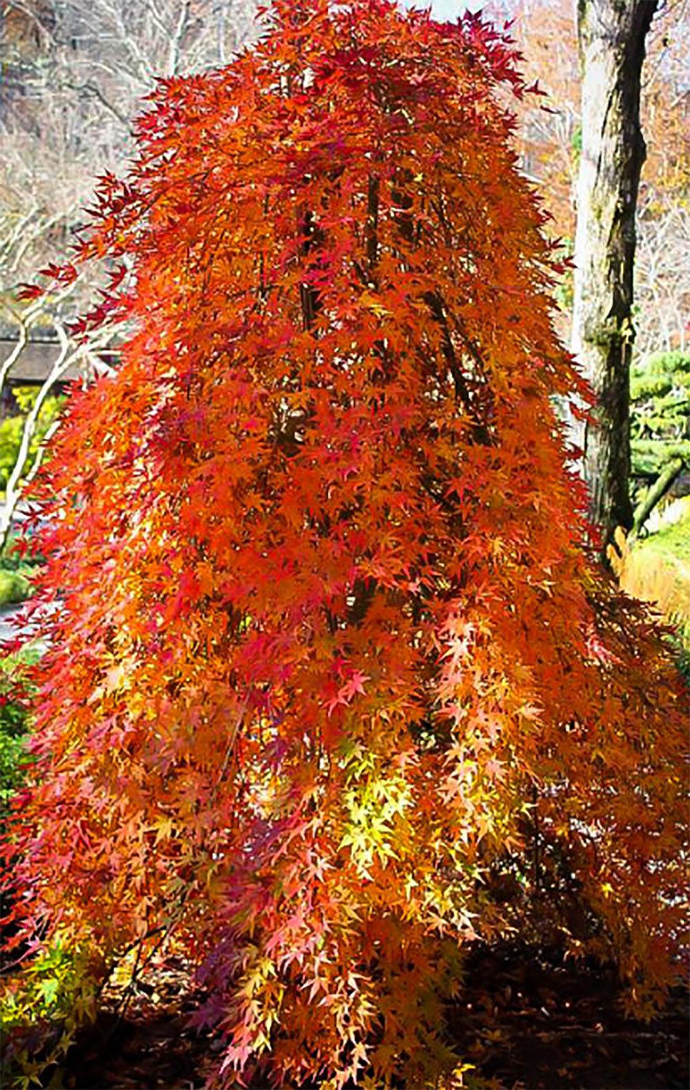 Acer Palmatum 'ryusen' - View 2 from www redcrocus com
