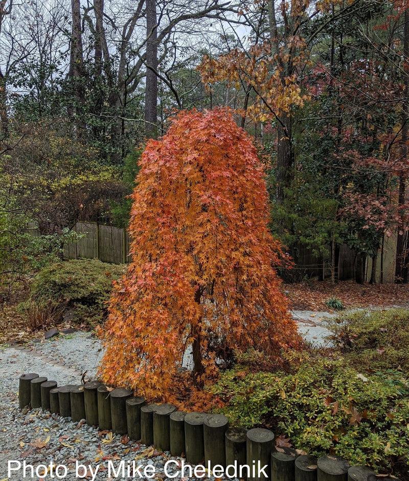 Acer Palmatum 'ryusen' - View 37 from www redcrocus com