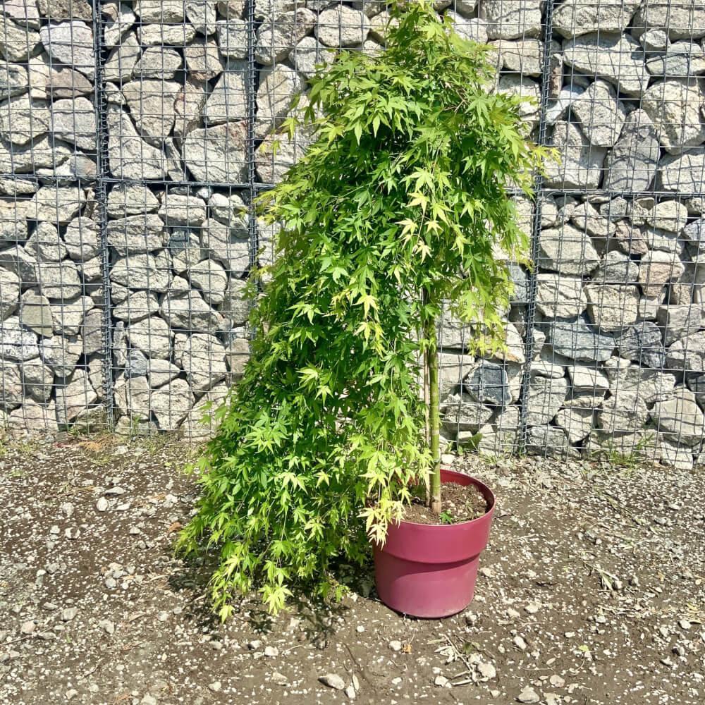 Acer Palmatum 'ryusen' - View 9 from www redcrocus com