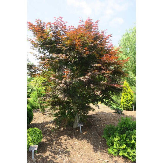 Acer Shirasawanum 'red Dawn' - View 1 from www redcrocus com