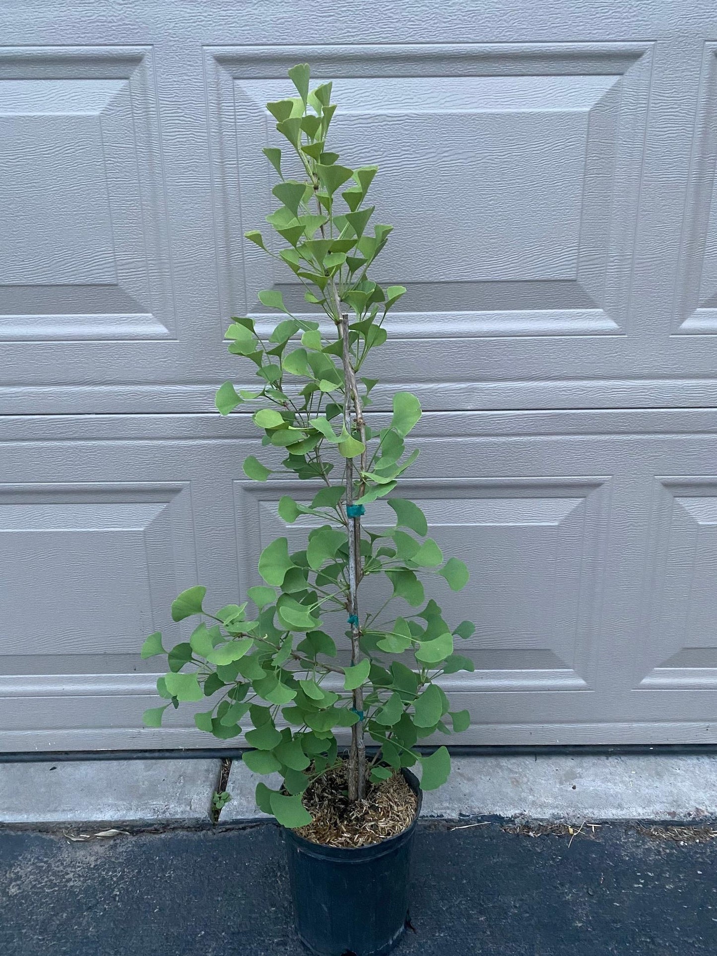 Ginkgo Biloba Elmwood Single Stem - View 10 from www redcrocus com