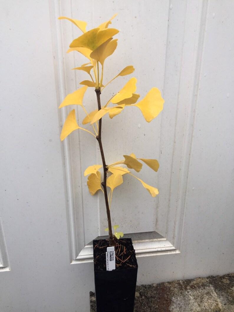 Ginkgo Biloba Elmwood Single Stem - View 14 from www redcrocus com