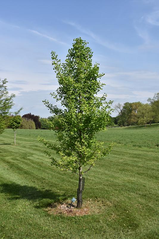 Ginkgo Biloba Elmwood Single Stem - View 1 from www redcrocus com