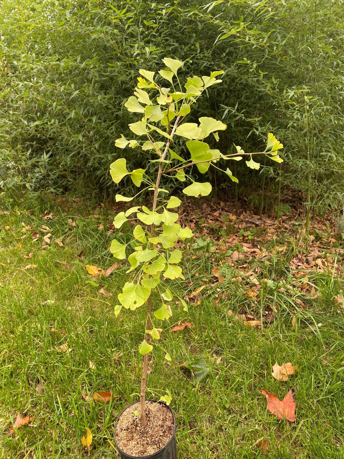 Ginkgo Biloba Elmwood Single Stem - View 3 from www redcrocus com