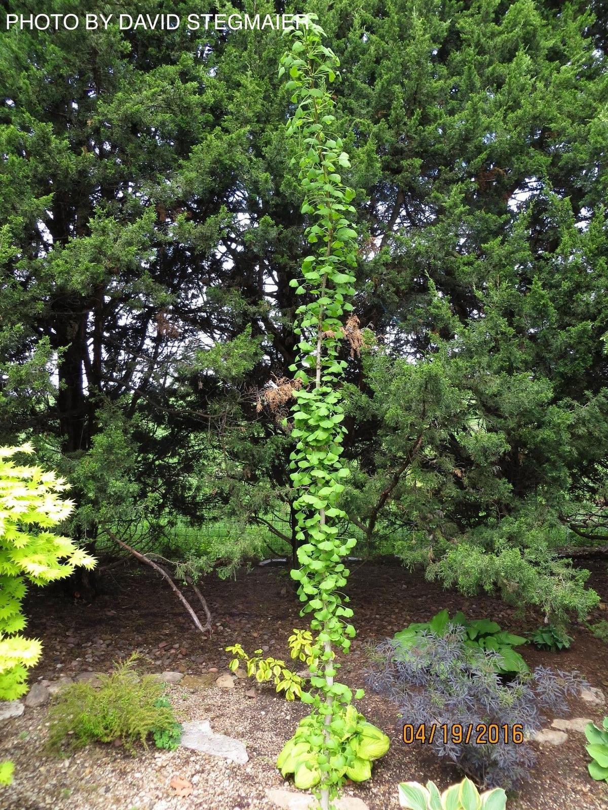 Ginkgo Biloba Elmwood Single Stem - View 5 from www redcrocus com