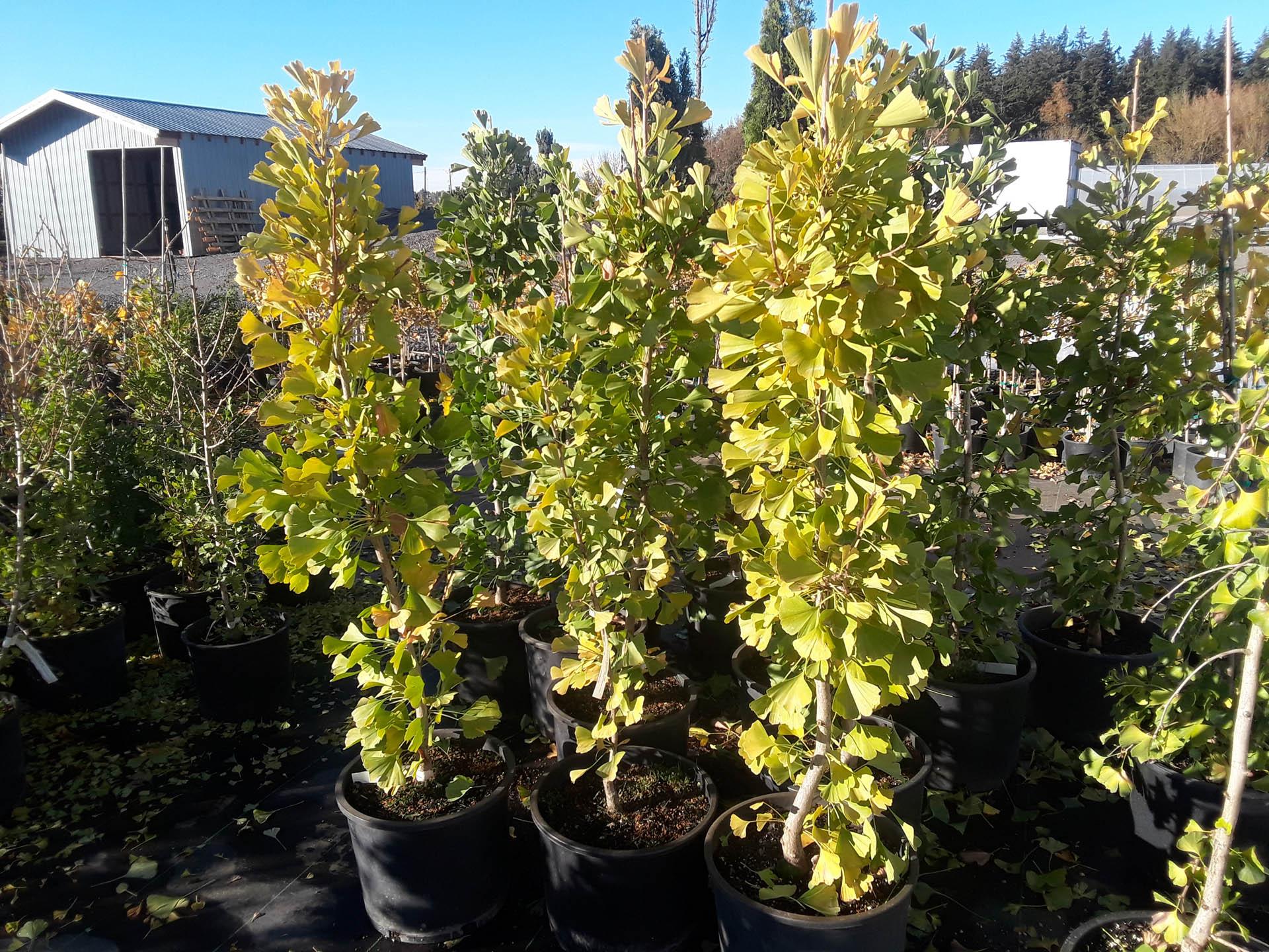 Ginkgo Biloba Elmwood Single Stem - View 8 from www redcrocus com