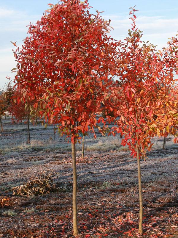 Nyssa Sylvatica 'green Gable' - View 9 from www redcrocus com