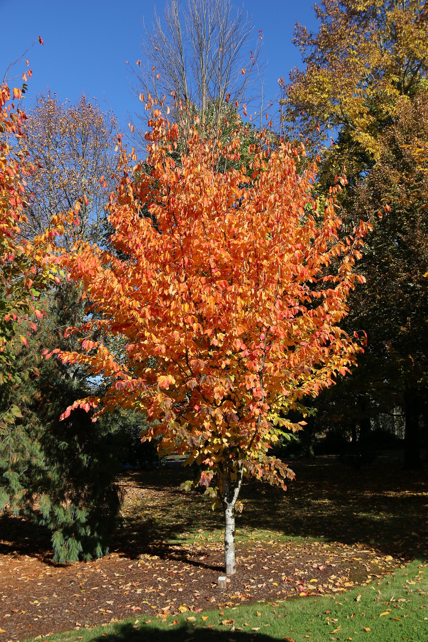 Parrotia Persica 'ruby Vase' - View 11 from www redcrocus com