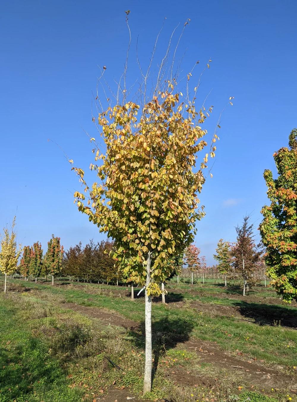 Parrotia Persica 'ruby Vase' - View 13 from www redcrocus com