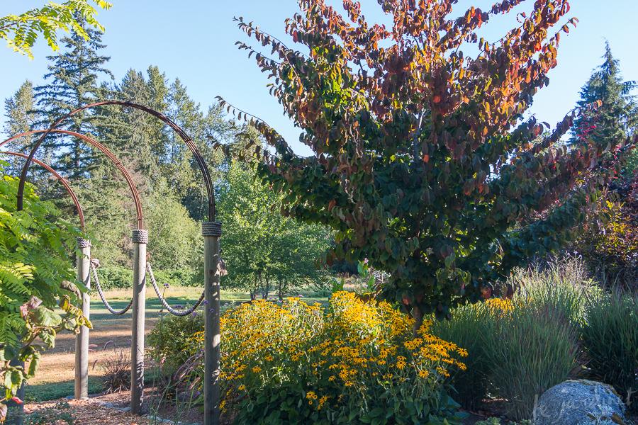 Parrotia Persica 'ruby Vase' - View 14 from www redcrocus com