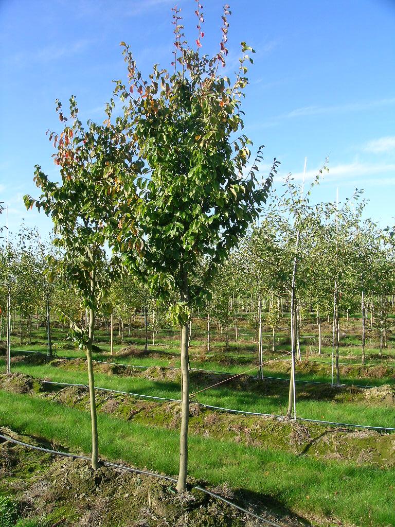Parrotia Persica 'ruby Vase' - View 15 from www redcrocus com