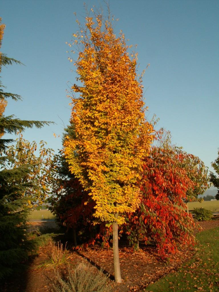 Parrotia Persica 'ruby Vase' - View 17 from www redcrocus com