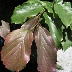 Parrotia Persica 'ruby Vase' - View 18 from www redcrocus com