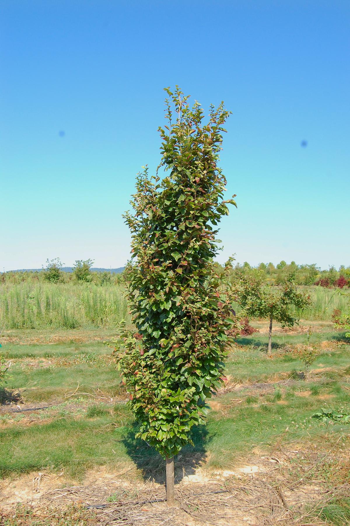 Parrotia Persica 'ruby Vase' - View 20 from www redcrocus com