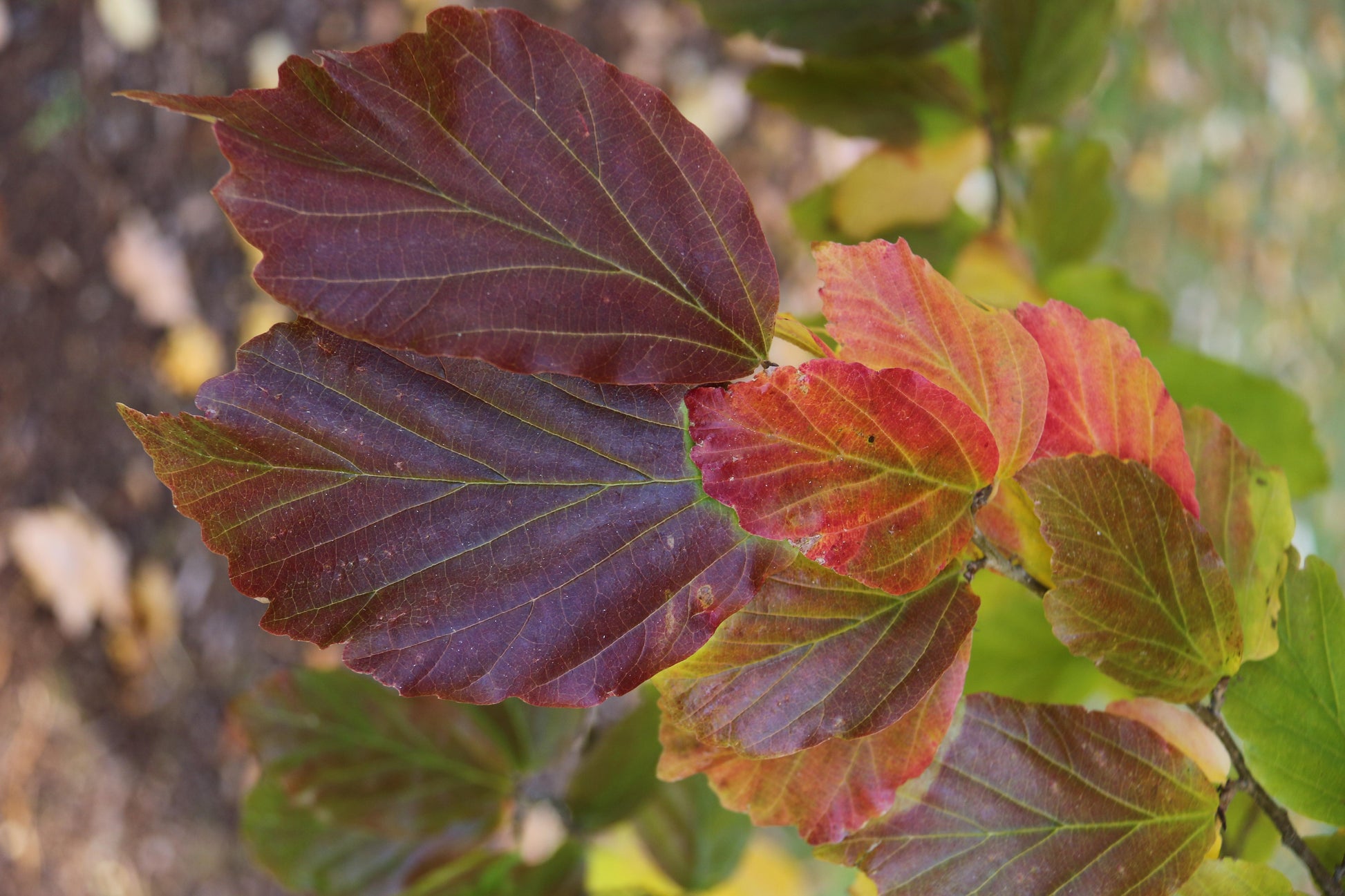 Parrotia Persica 'ruby Vase' - View 23 from www redcrocus com