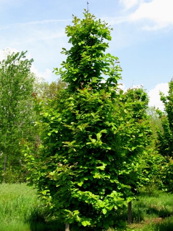 Parrotia Persica 'ruby Vase' - View 24 from www redcrocus com