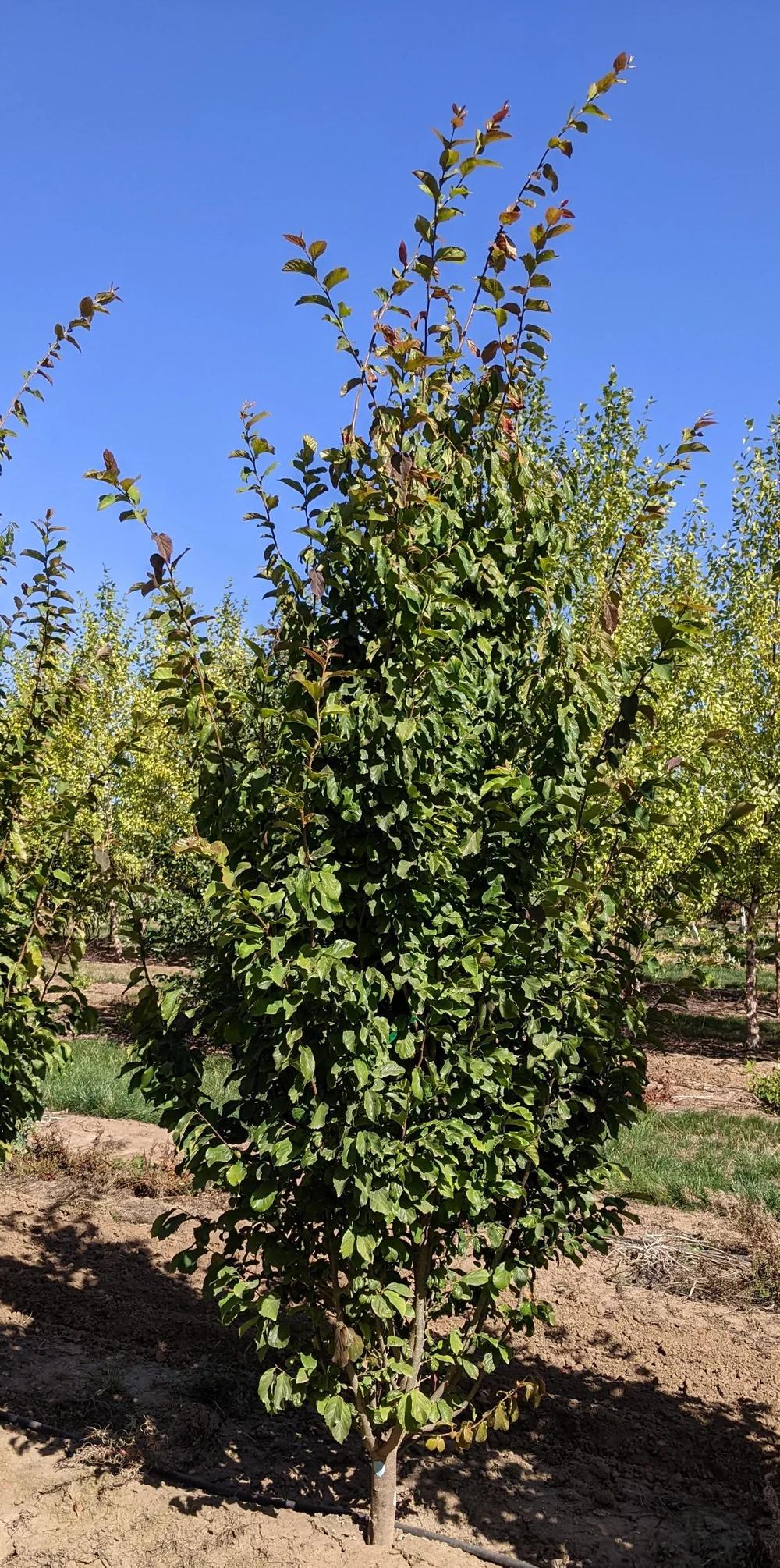 Parrotia Persica 'ruby Vase' - View 26 from www redcrocus com
