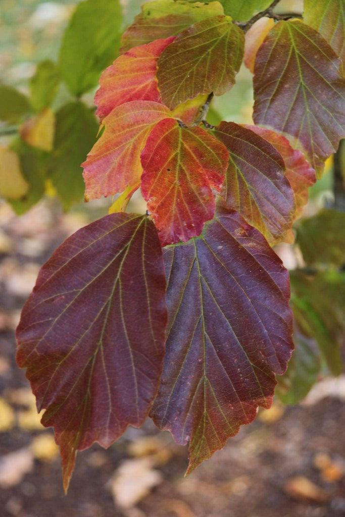 Parrotia Persica 'ruby Vase' - View 34 from www redcrocus com