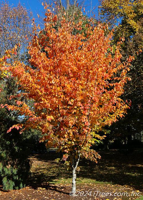 Parrotia Persica 'ruby Vase' - View 3 from www redcrocus com