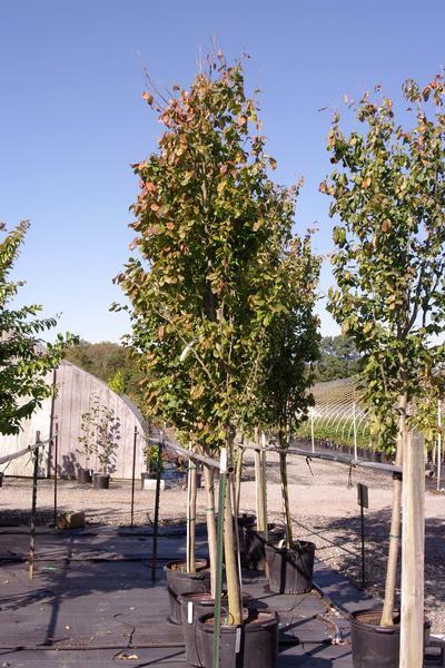 Parrotia Persica 'ruby Vase' - View 4 from www redcrocus com