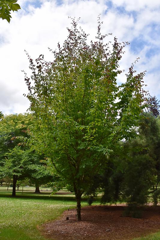 Parrotia Persica 'ruby Vase' - View 7 from www redcrocus com