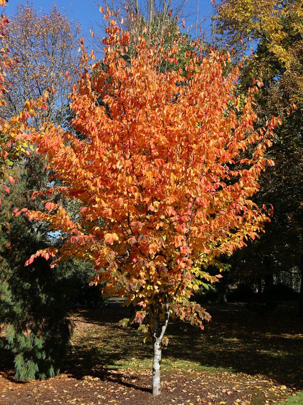 Parrotia Persica 'ruby Vase' - View 8 from www redcrocus com