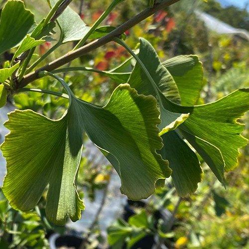 Ginkgo Biloba The President Single Stem - View 10 from www redcrocus com