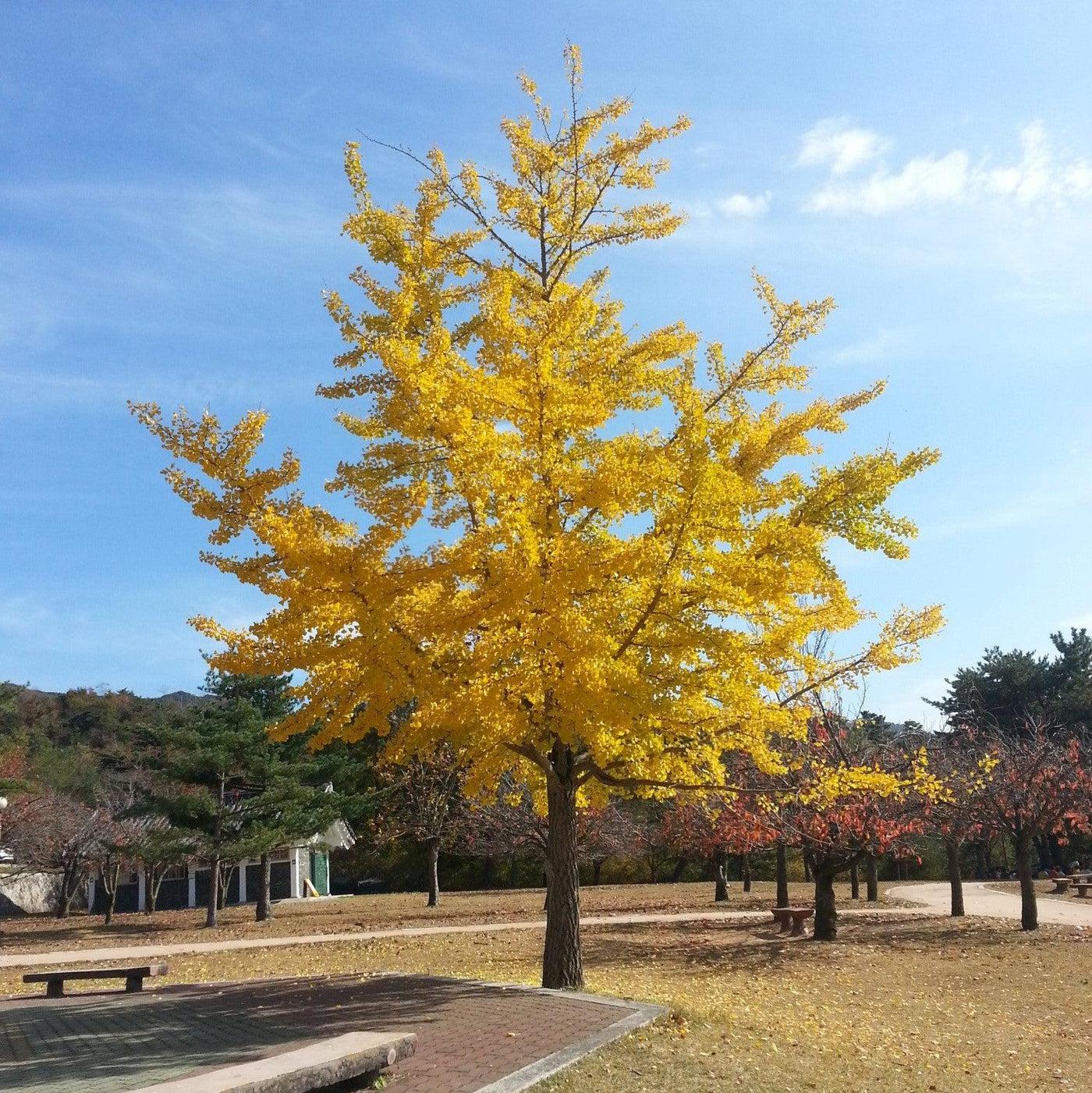 Ginkgo Biloba The President Single Stem - View 11 from www redcrocus com
