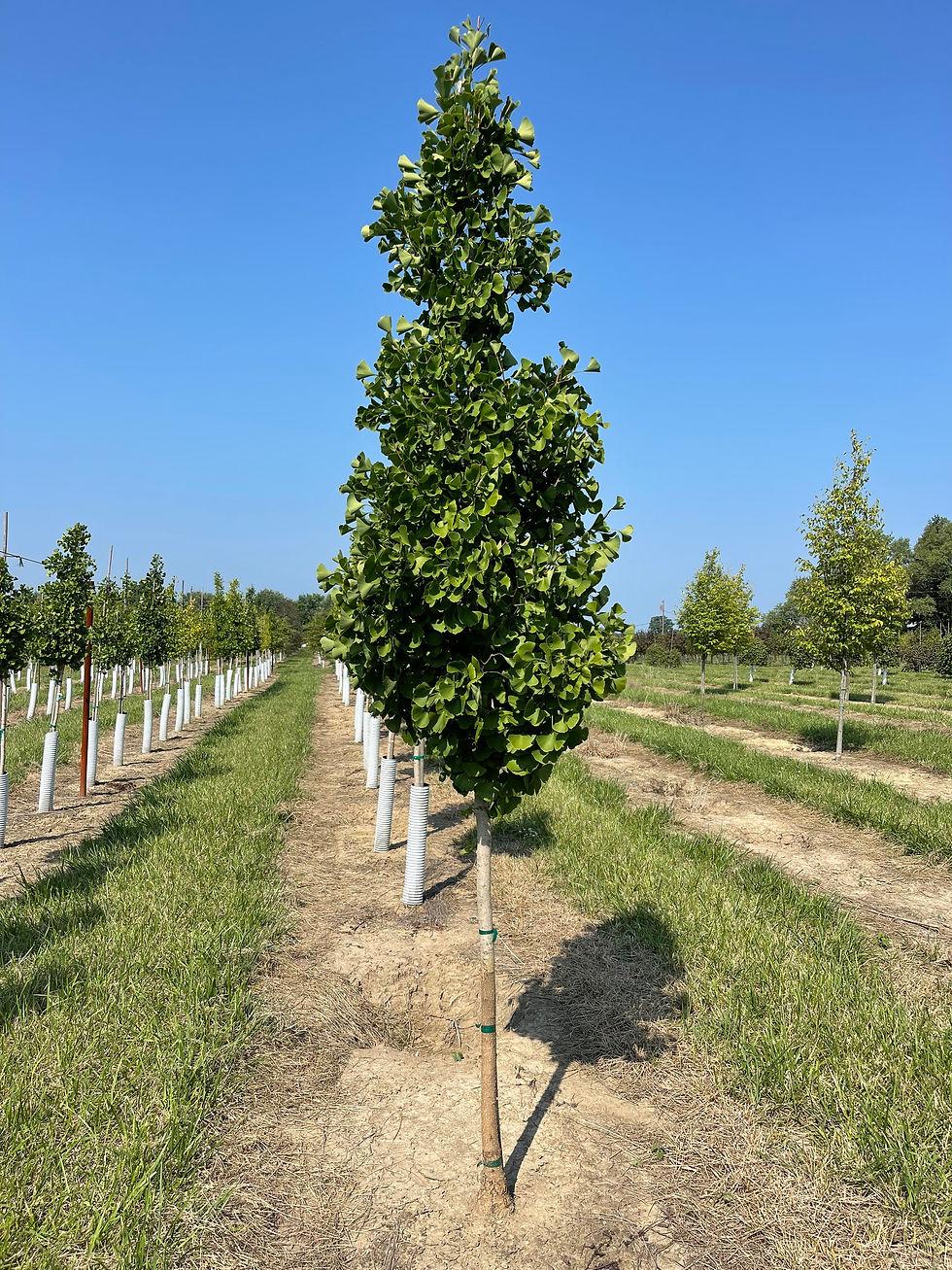 Ginkgo Biloba The President Single Stem - View 13 from www redcrocus com
