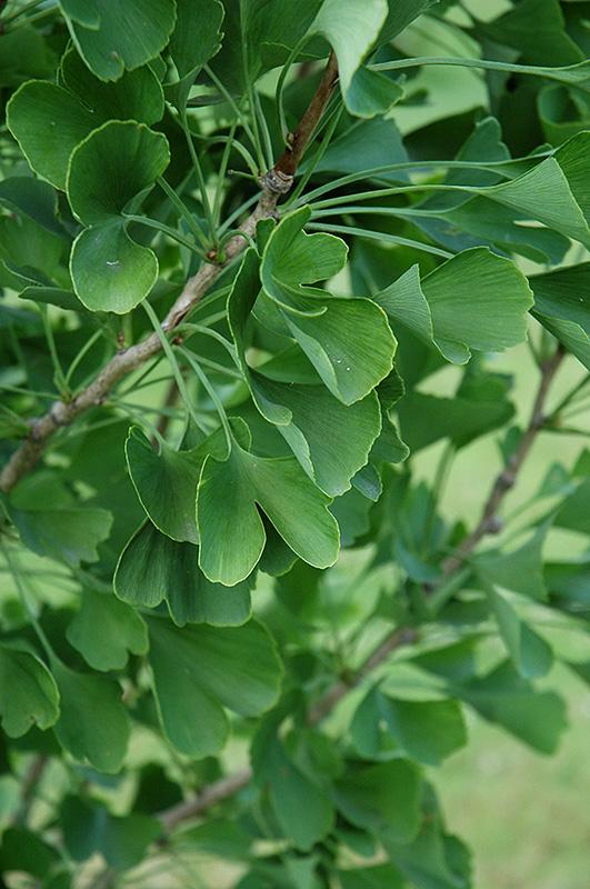 Ginkgo Biloba The President Single Stem - View 15 from www redcrocus com