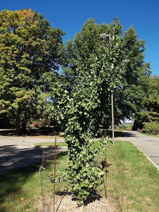 Ginkgo Biloba The President Single Stem - View 16 from www redcrocus com