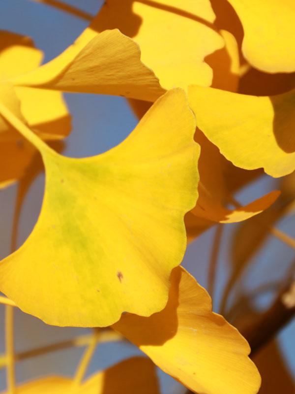 Ginkgo Biloba The President Single Stem - View 17 from www redcrocus com