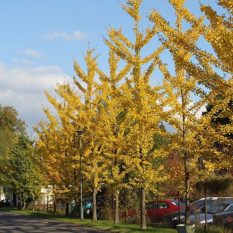 Ginkgo Biloba The President Single Stem - View 1 from www redcrocus com