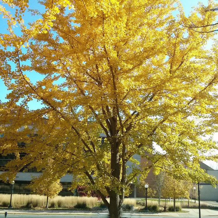 Ginkgo Biloba The President Single Stem - View 2 from www redcrocus com