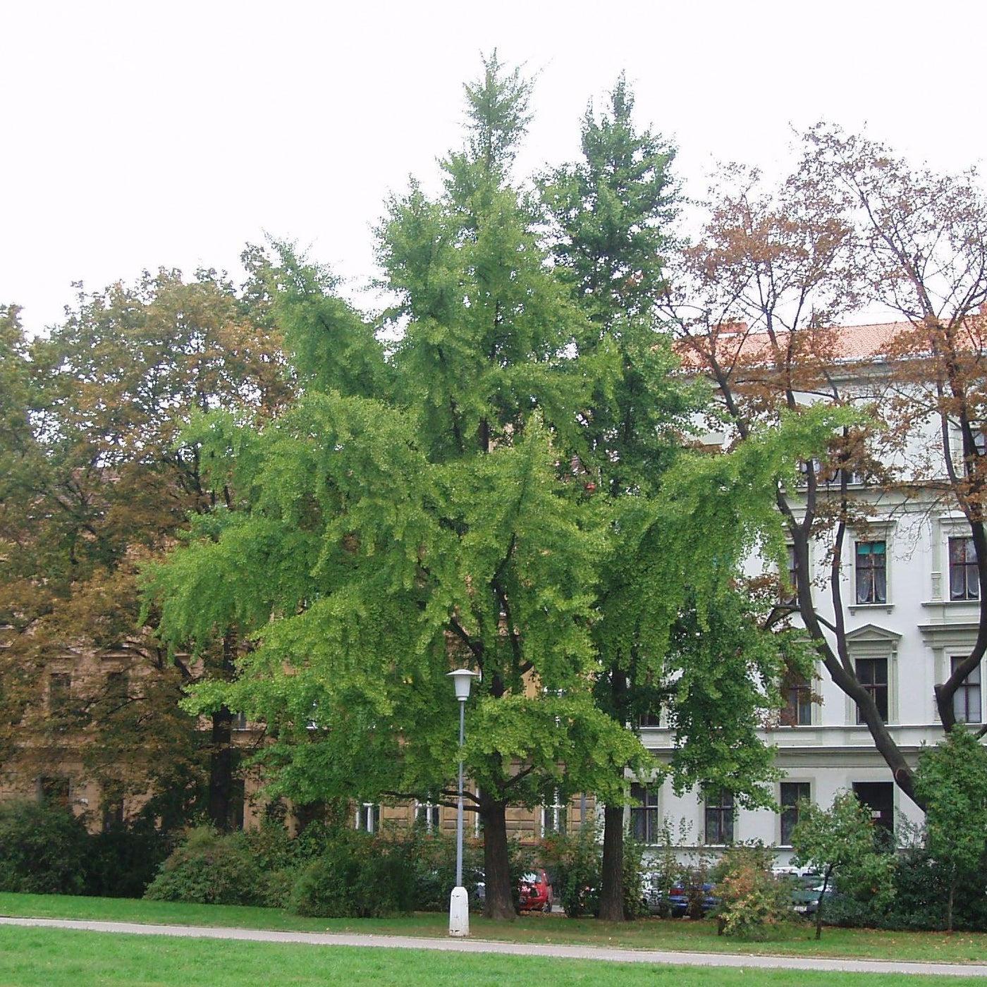 Ginkgo Biloba The President Single Stem - View 4 from www redcrocus com