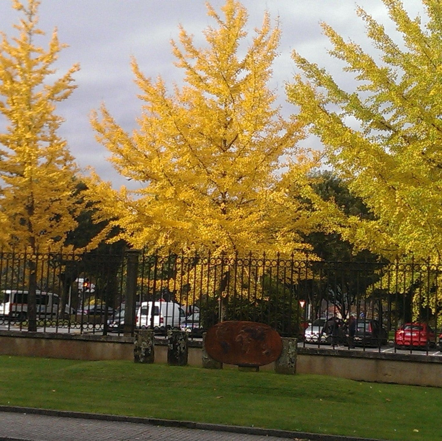 Ginkgo Biloba The President Single Stem - View 5 from www redcrocus com